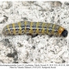 mushampia proteides talysh larva5aa